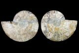 Agatized Ammonite Fossil - Beautiful Preservation #130002-1